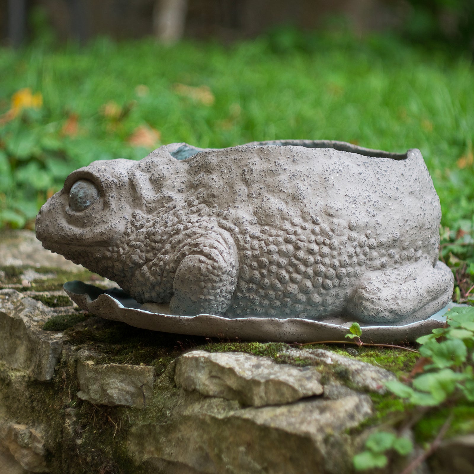 Toad